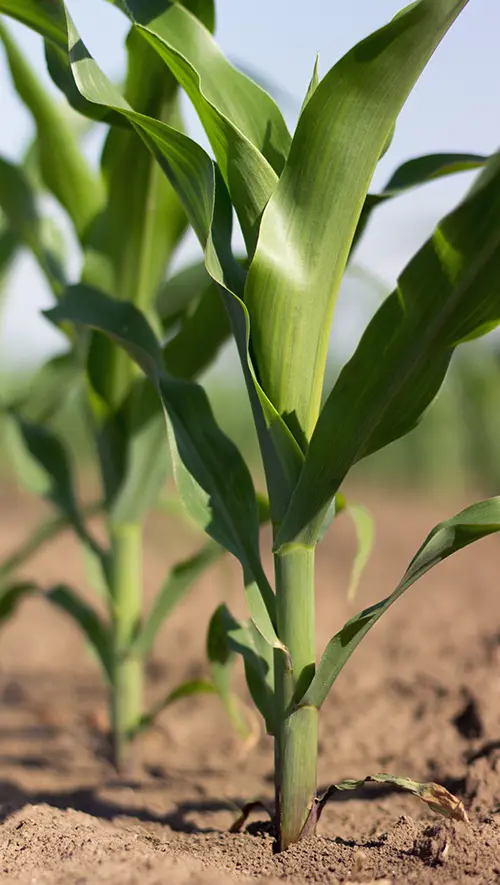 Ciclo Agrícola México